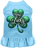 A's Born Lucky Pet Dress